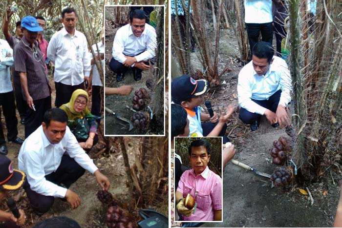 Kunjungi Srumbung Magelang, Mentan Blusukan ke Kebun Salak Pondoh